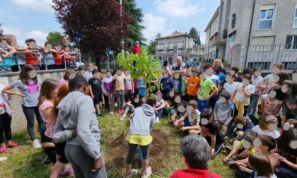 Un gelso per la Scuola Primaria di Casatenovo