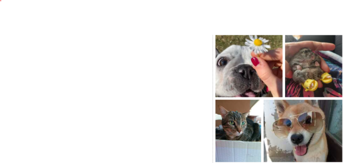 Simpatiche Zampette, vota il tuo animale e vinci fantastici premi!