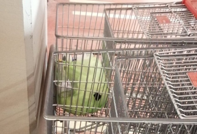 Rifiuti abbandonati, inciviltà e poco rispetto