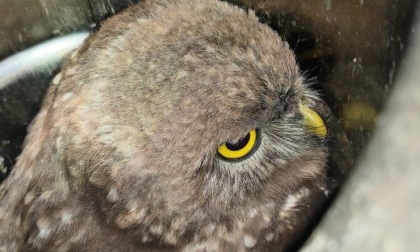 Gufo incastrato in una canna fumaria, liberato dai Vigili del fuoco IL VIDEO