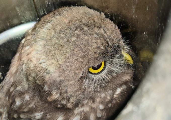 Gufo incastrato in una canna fumaria, liberato dai Vigili del fuoco IL VIDEO