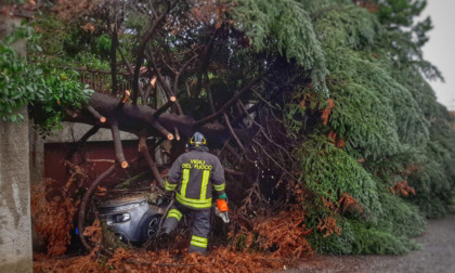 Danni del maltempo, alberi caduti bloccano le strade