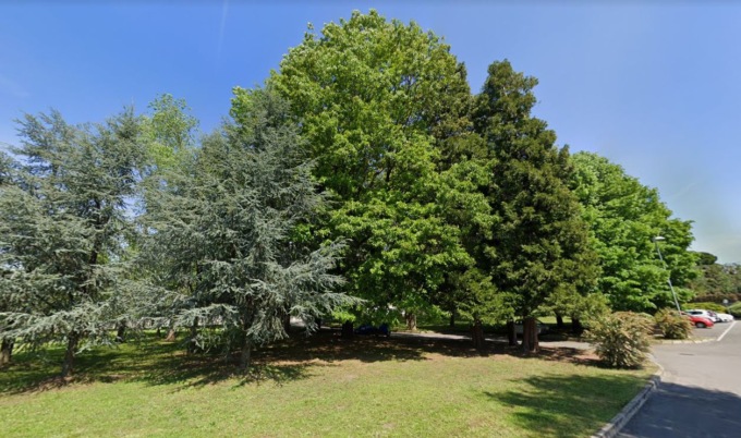Abbattimento quercia, ne parla l’amministrazione comunale