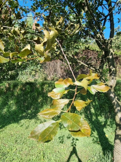 Fuga di ammoniaca, per Vismara “nessun pericolo”. Ortaggi bruciati, cittadini preoccupati