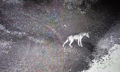 Un lupo nei boschi lecchesi, immortalato dalle telecamere