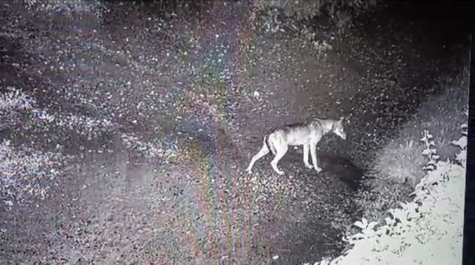 Un lupo nei boschi lecchesi, immortalato dalle telecamere