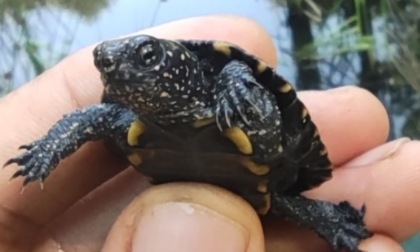 Una piccolissima tartaruga rara trovata nel Parco del Curone