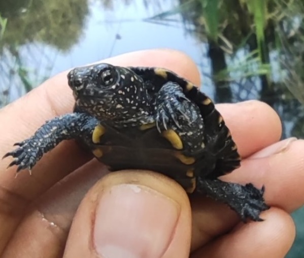 Una piccolissima tartaruga rara trovata nel Parco del Curone