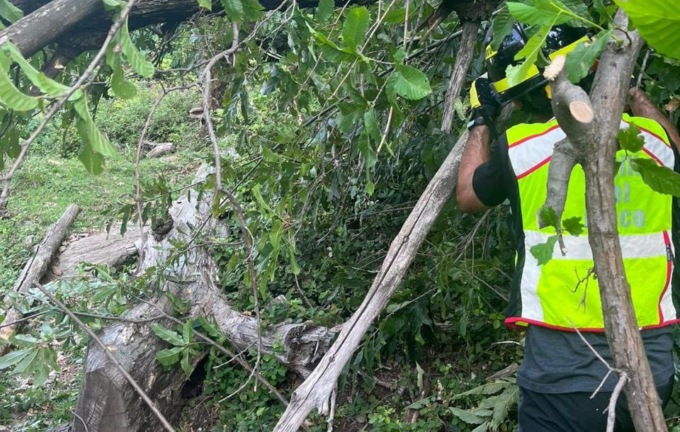 Dervio, intervento dei Vigili del fuoco per liberare il sentiero in seguito alla caduta di alcune piante