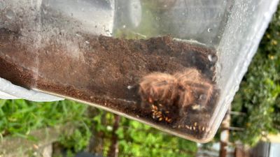 Una tarantola morta abbandonata in un cestino