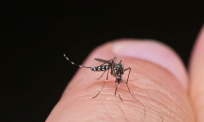 Decesso per puntura di zanzara, il virus West Nile è una concausa