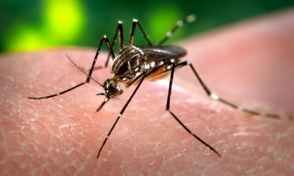 Un caso di Dengue nel Meratese