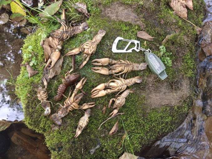 Gambero di fiume, moria a Colle. Wwf Lecco: “Chiediamo risposte urgenti per avviare il salvataggio”