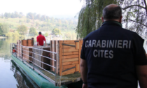 Isola dei Cipressi di Pusiano, addio ai canguri