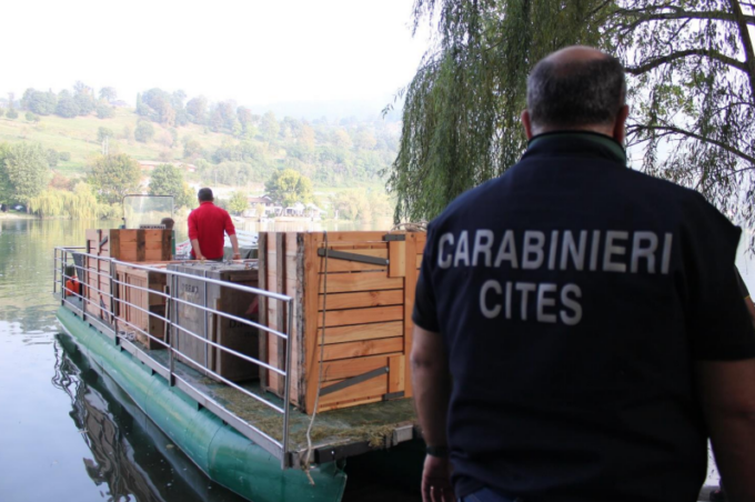 Isola dei Cipressi di Pusiano, addio ai canguri