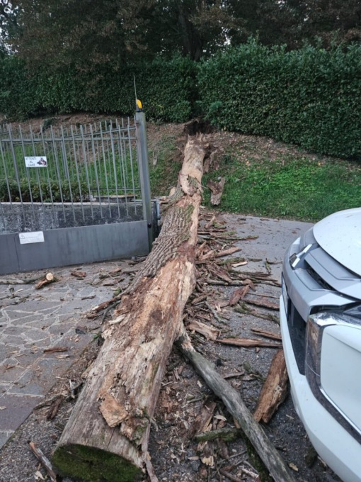 Pianta caduta in strada, danni a un’auto