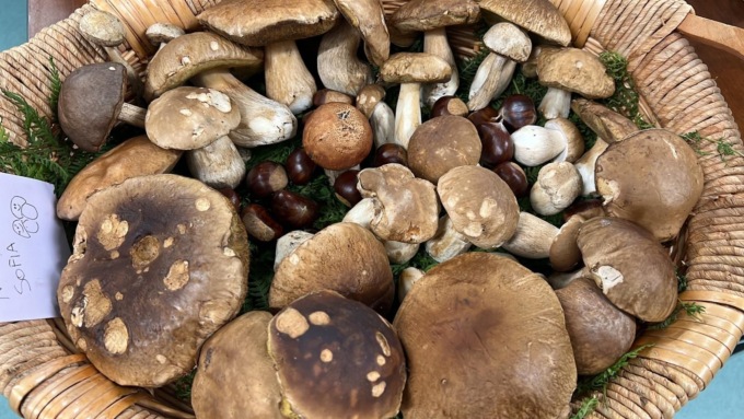 Monte Marenzo, un successo per la “mostra dei funghi”