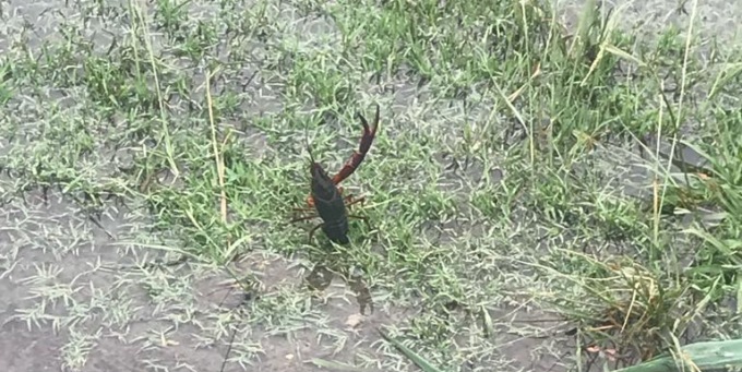 Wwf Lecco: una diffida al Comune di Colle Brianza per la situazione del gambero di fiume