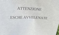 Bocconi avvelenati, a Robbiate torna l'incubo per i cani