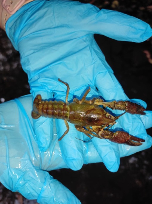 Moria di gamberi nel Bevera a Colle Brianza