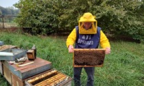 Ats Brianza: un'indagine sulle api, le condizioni migliori in alta Valsassina