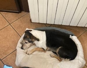 Cagnolina azzannata da un molosso: “Non abbaia più”