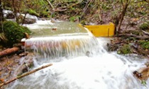 Una barriera per salvare i gamberi di fiume