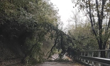 Maltempo: Provinciale chiusa per albero caduto