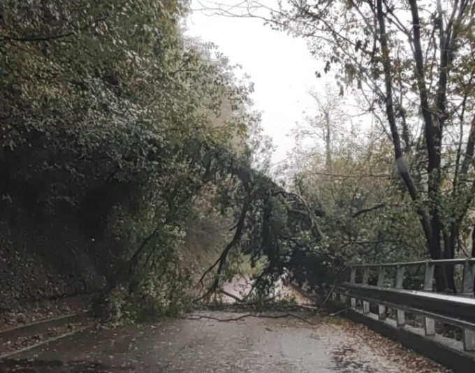 Maltempo: Provinciale chiusa per albero caduto