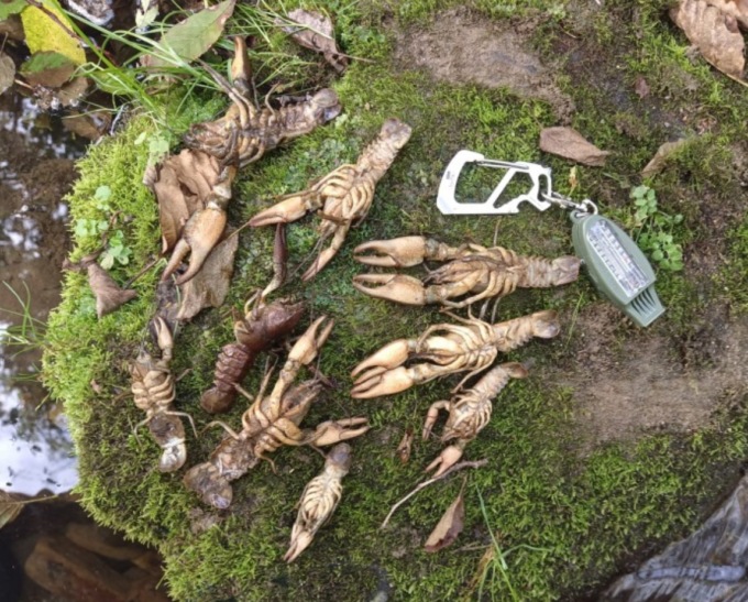 Moria di gamberi di fiume, l’Amministrazione comunale di Colle Brianza rompe il silenzio