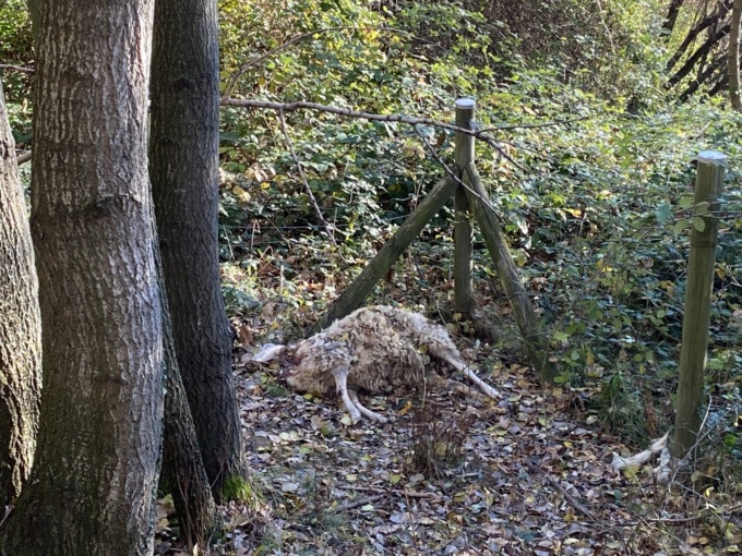 In Brianza un lupo ha sbranato tre pecore