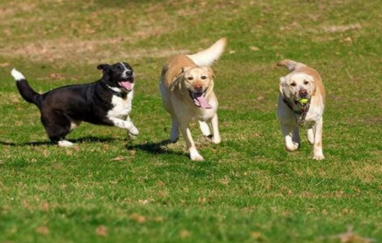 Petizione per chiedere al Comune una nuova area cani