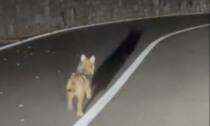 Cucciolo di lupo ripreso in un video sulla Statale 36