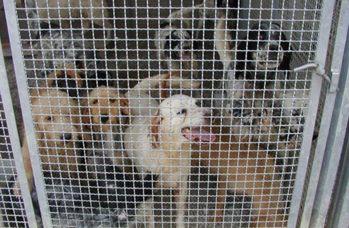 Sorgerà a Merate il nuovo canile e gattile della provincia di Lecco