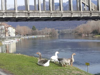 A Brivio a fare la guardia ci pensano… le oche