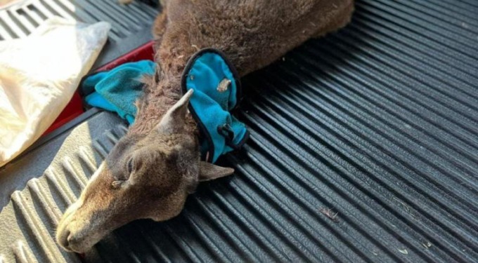 Capriolo ferito, intervengono i Vigili del fuoco