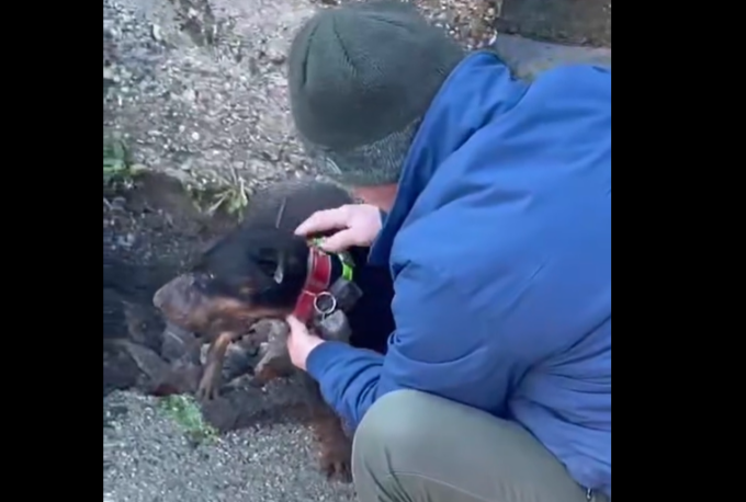 Cane incastrato in un pozzetto, viene tratto in salvo IL VIDEO