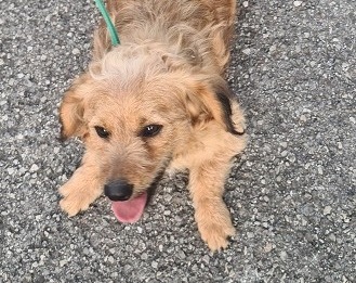 Cani in cerca di una famiglia, la nuova pagina web di Ats