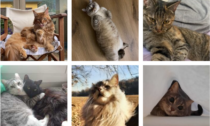 Festa del gatto 2024: mandateci le vostre foto via Whatsapp!