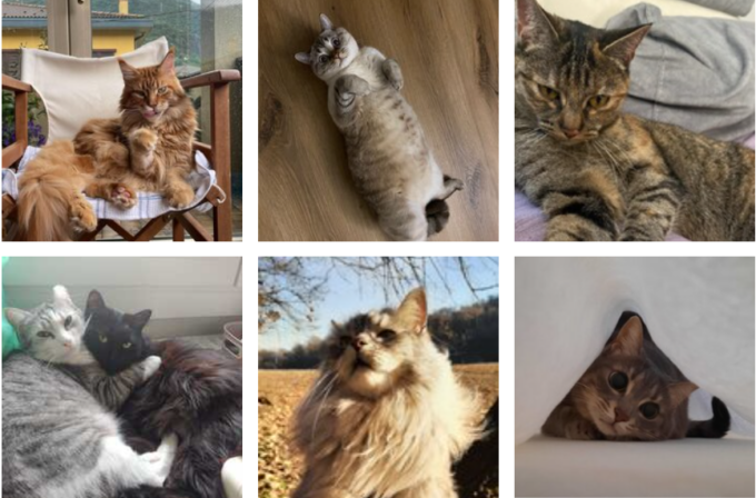 Festa del gatto 2024: mandateci le vostre foto via Whatsapp!