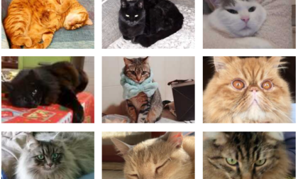 Festa del gatto 2024, le foto dei nostri lettori