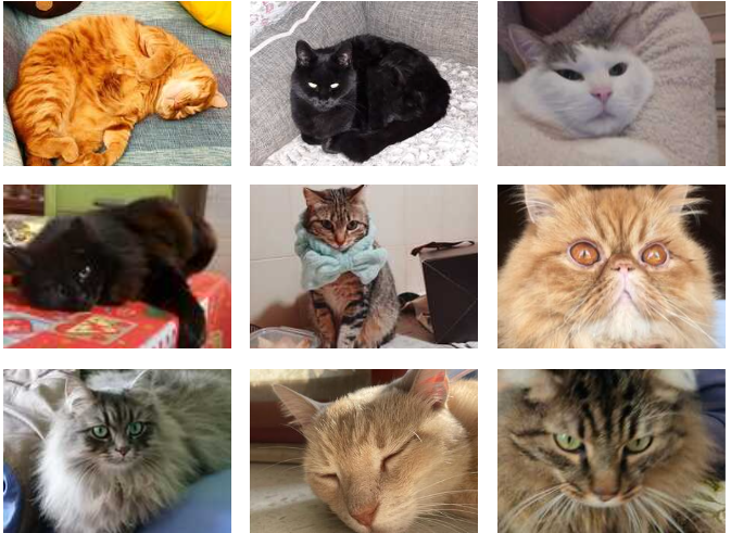 Festa del gatto 2024, le foto dei nostri lettori