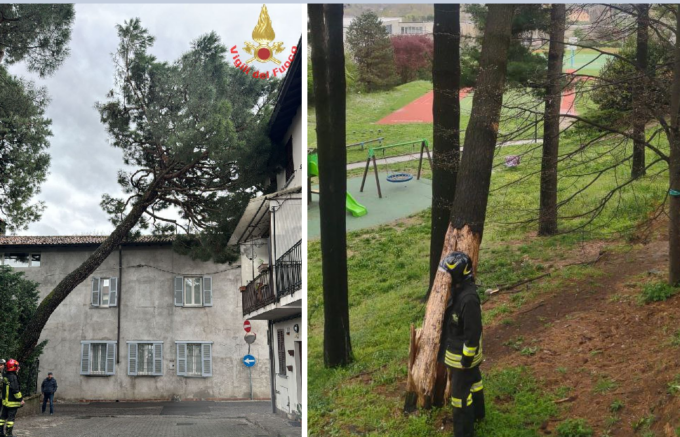 Barzanò: enorme albero frana sulla strada. Pianta  pericolante anche al parco giochi e a Calco