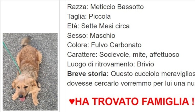 Due 4 zampe hanno trovato famiglia