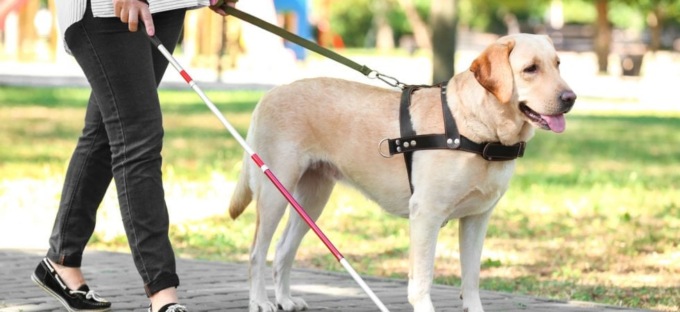 “Le Cornelle” vietano l’accesso al cane guida: non vedente rinuncia alla visita