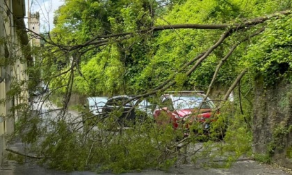 Albero caduto in strada a Mondonico, arrivano i Vigili del Fuoco