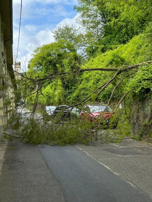 Albero caduto in strada a Mondonico, arrivano i Vigili del Fuoco