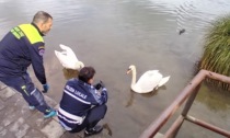 Cigno impigliato in una lenza: soccorso da Polizia locale e Protezione civile