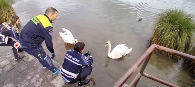 Cigno impigliato in una lenza: soccorso da Polizia locale e Protezione civile