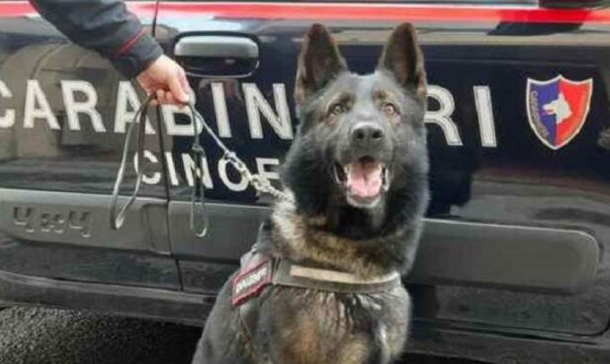 Alpini al lavoro nei box delle unità cinofile